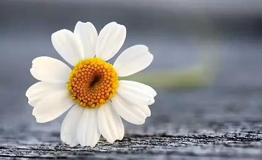 /www/bananadaily.net/web/images/image/2272/22727500.avif